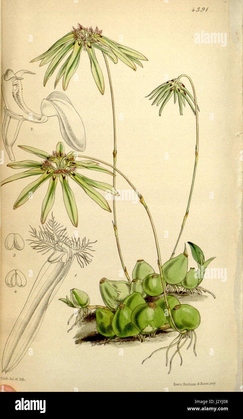 Bulbophyllum fimbriatum, früher bekannt als Cirrhopetalum fimbriatum, ist eine Orchideenart, die in Curtis' botanischer Serie (1848) dargestellt wird. Diese detaillierte Abbildung zeigt die Eigenschaften der Pflanze und trägt zum Verständnis der Artenvielfalt der Orchideen bei. Stockfoto