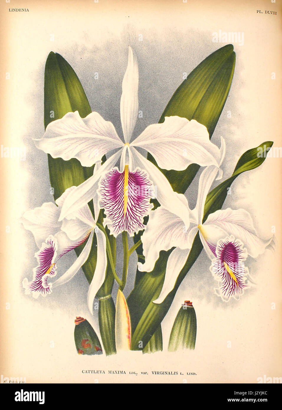 Cattleya maxima2 Stockfoto