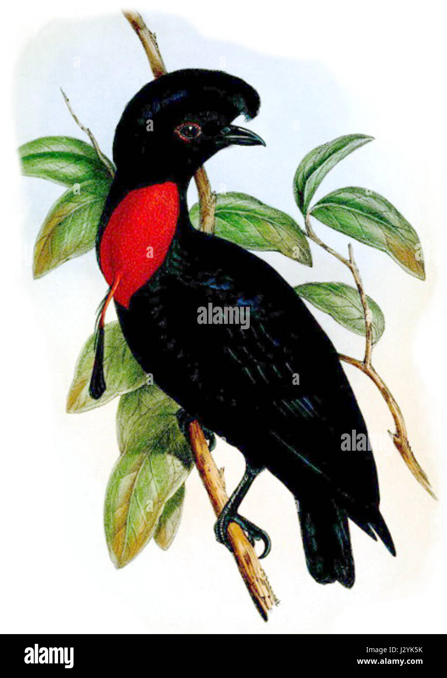 *Cephalopterus glabricollis*, auch bekannt als Black-Crested Screamer, ist ein großer Vogel, der in südamerikanischen Feuchtgebieten vorkommt. Bekannt für sein markantes schwarzes Wappen und laute, kreischende rufe, gehört es zur Familie der Anatidae. Stockfoto
