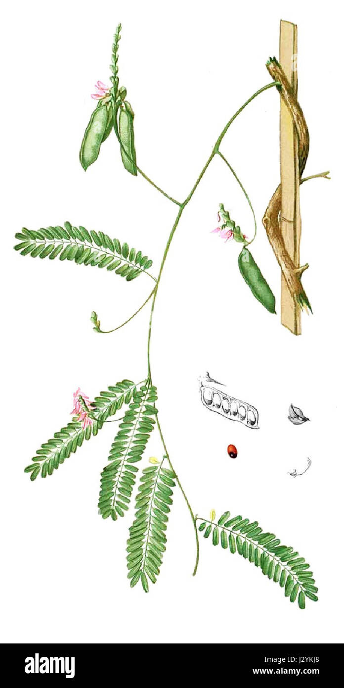 Abrus precatorius, bekannt als die Jequirity Bohne, ist eine Pflanze, die in Blancos botanischem Werk beschrieben wird. Es ist bekannt für seine leuchtend roten Samen und giftigen Eigenschaften, die oft in Schmuckschmuck verwendet werden. Stockfoto
