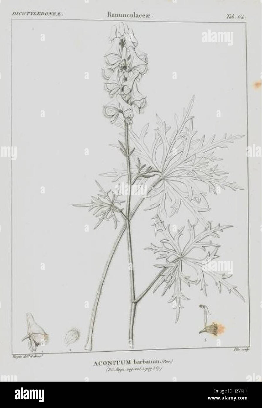 Aconitum barbatum ist eine blühende Pflanzenart aus der Familie der Ranunculaceae, die in den gemäßigten Regionen Asiens beheimatet ist. Es ist bekannt für seine markanten lila-blauen Blüten und wird häufig in der traditionellen Medizin verwendet, obwohl es auch hochgiftig ist. Stockfoto