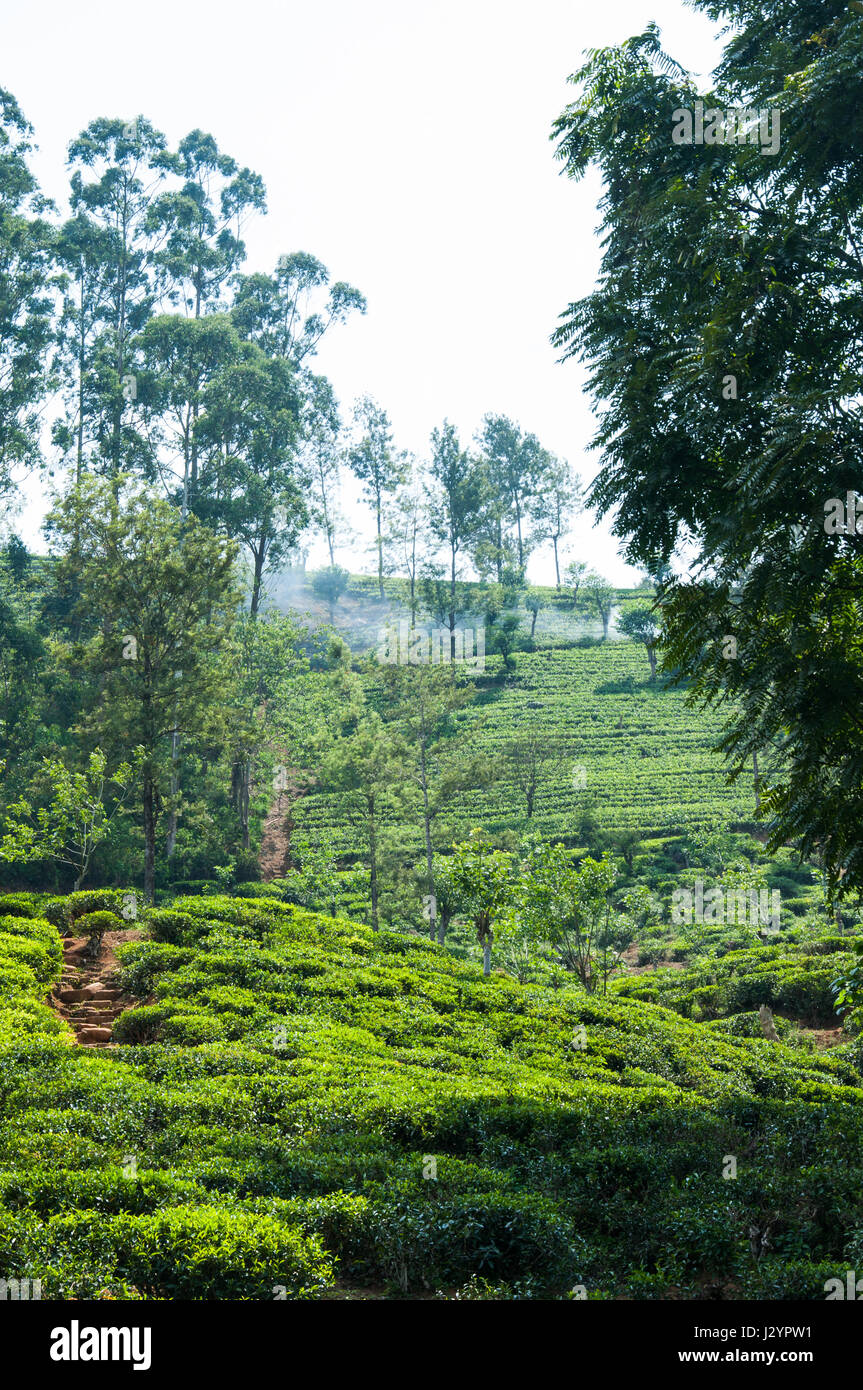 Vertikale Landschaft Blick auf Sri Lanka Tee Plantage Stockfoto