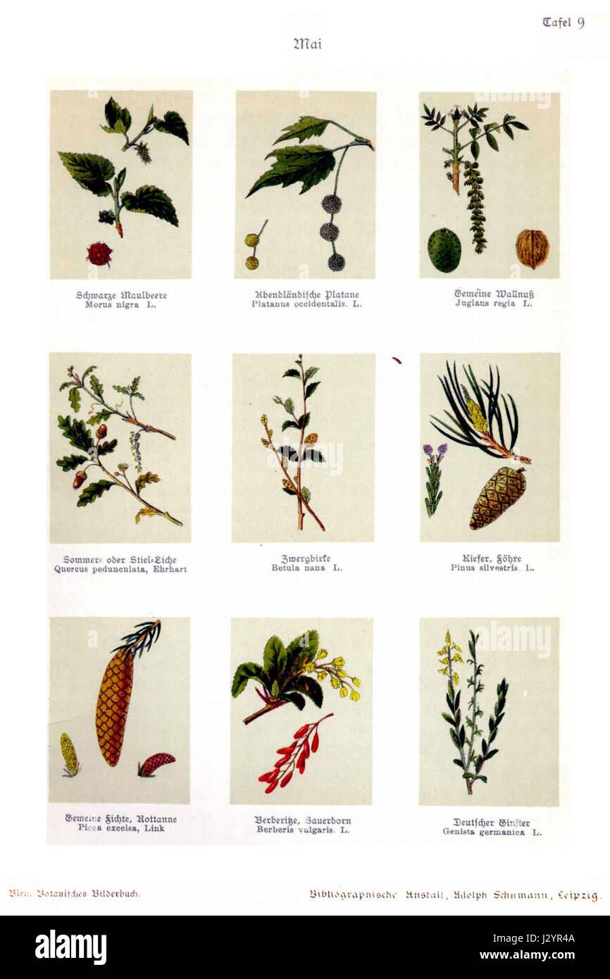 Bley, Botanisches Bilderbuch 09 Stockfoto