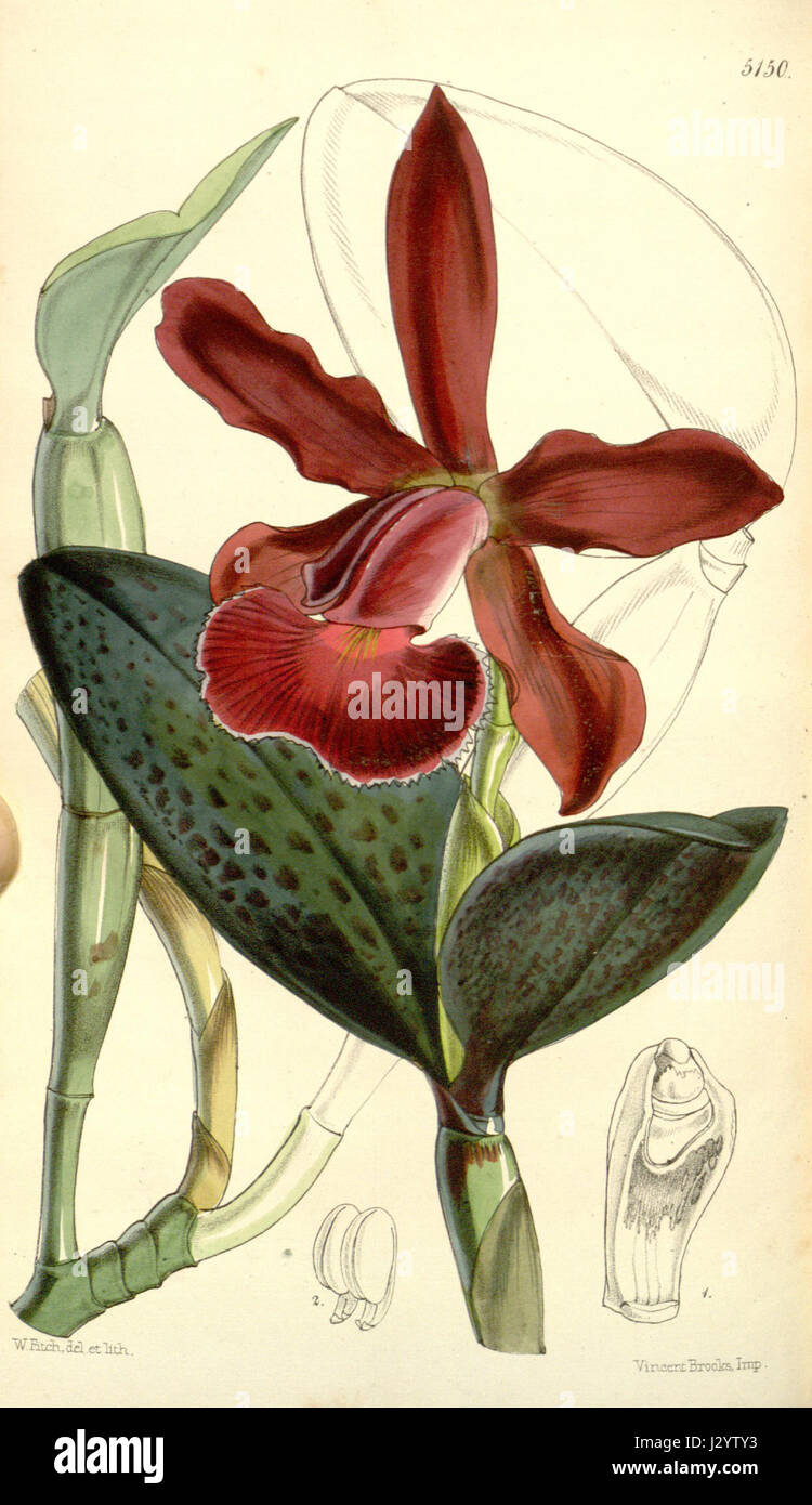 Ein botanischer Druck von Cattleya schilleriana, ursprünglich beschrieben als eine Varietät von Cattleya schilleriana Concolor, veröffentlicht im Curtis' Botanical Magazine im Jahr 1859. Die Abbildung zeigt die detaillierten floralen Merkmale dieser Orchideenart. Stockfoto