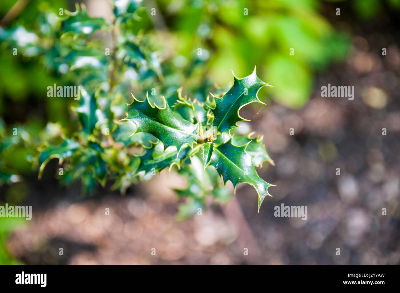 Stechpalme (Ilex) ist die einzige Gattung der Familie der Aquifoliaceae