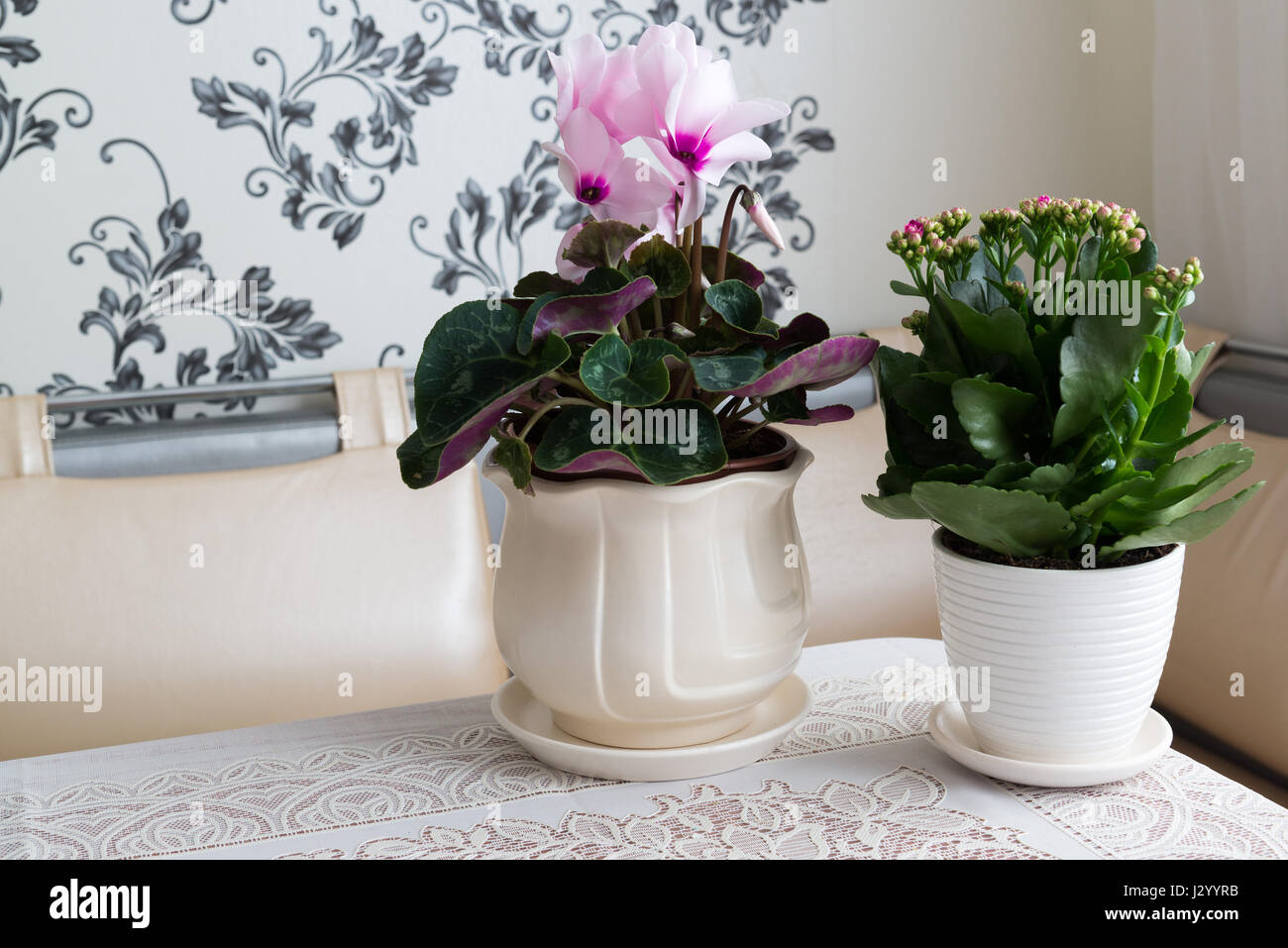 Alpenveilchen und Kalanchoe auf dem Tisch im Zimmer Stockfoto