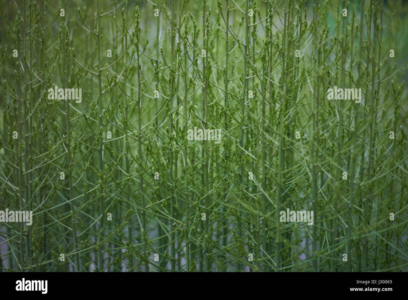 Grüner Spargel Frühling schießt Garten Spargel lecker Gemüse Spargel officinalis Stockfoto