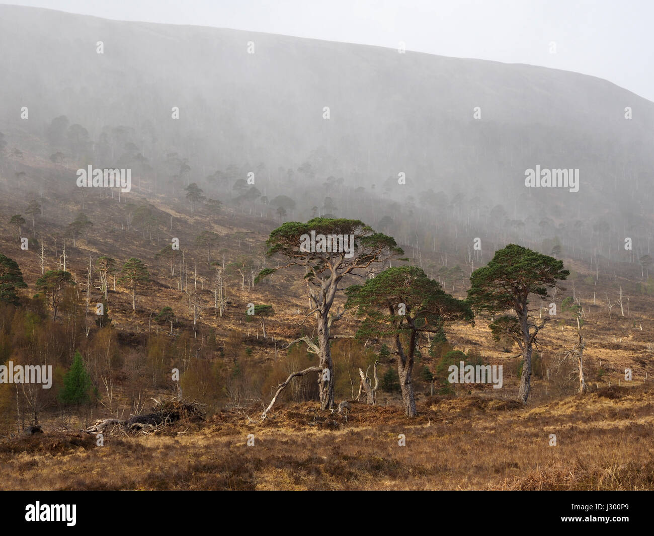 Hagel Dusche auf Caledonian Pinienwald, Glen Mallie, Loch Arkaig, Schottland Stockfoto