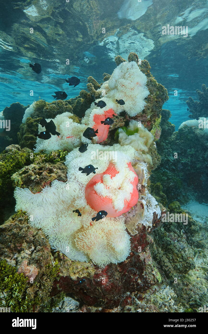 Herrliche Seeanemonen mit tropischen Fischen Threespot Dascyllus Riffbarsche, unter Wasser in der Lagune von Bora Bora, Pazifik, Französisch-Polynesien Stockfoto