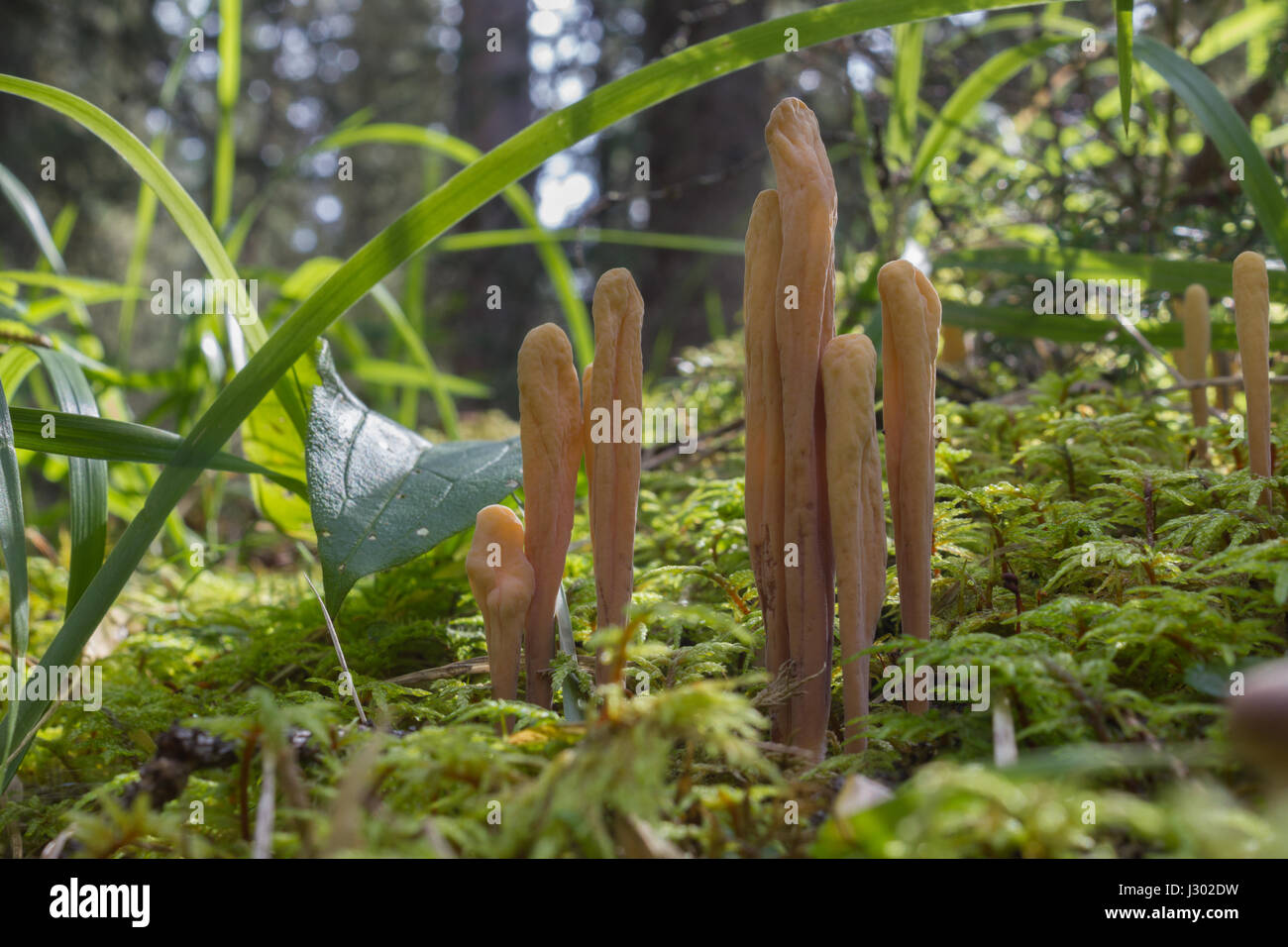 Ein Club oder Coral Pilz gefunden in den Ausläufern des Alberta, Kanada. Stockfoto