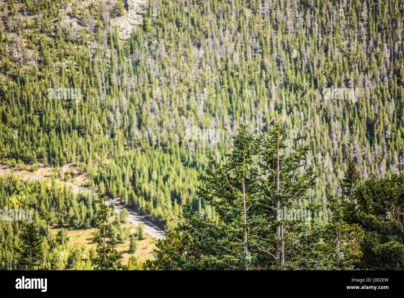 Clarks Nussknacker Vogel in den Rocky Mountains in Colorado thront oben auf Tanne im Wald Stockfoto