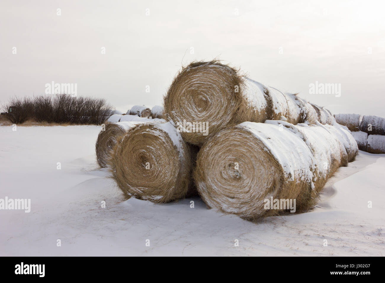 Rundballen Heu mit Schnee bedeckt. Stockfoto