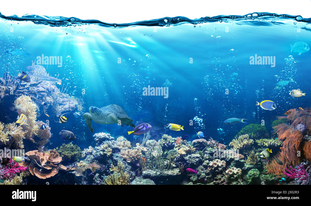 Unterwasser-Szene mit Riff und tropischer Fisch Stockfoto