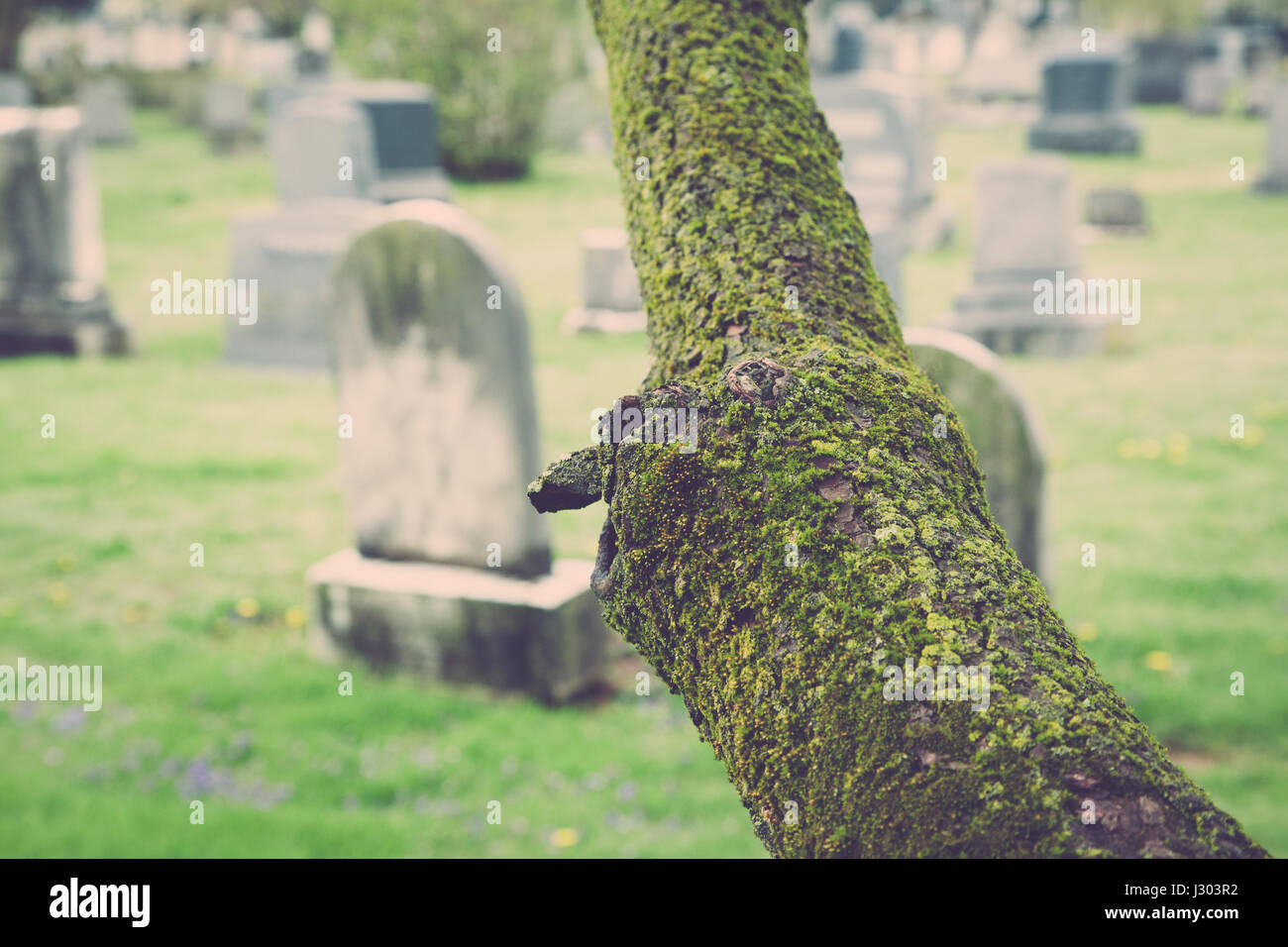 Alte Grabsteine sind sichtbar hinter einem alten Baum mit Moos bedeckt. Stockfoto