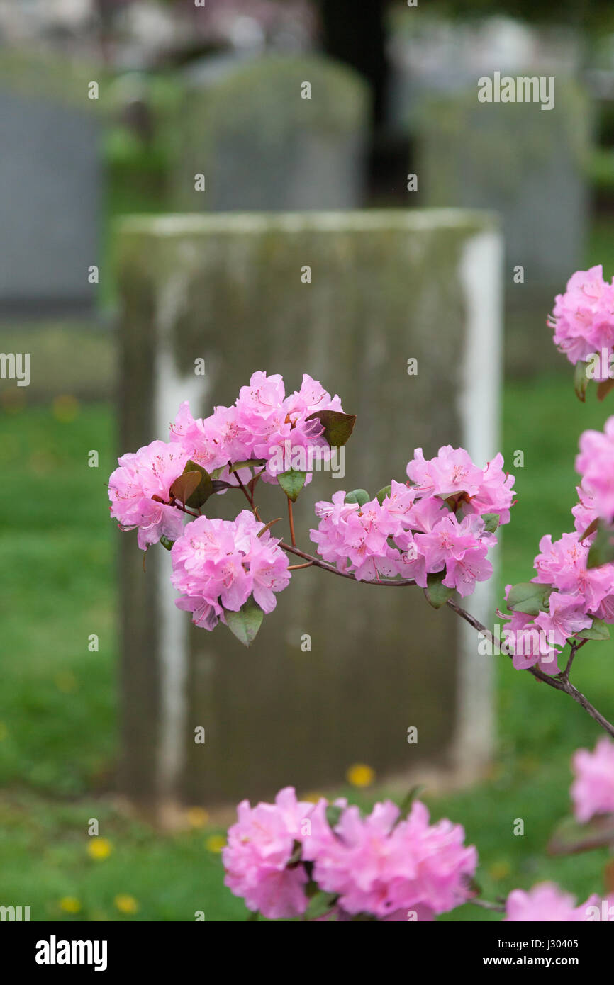 Einen alten Grabstein ist hinter eine leuchtend rosa Kirschbaum-Filiale gesehen. Stockfoto