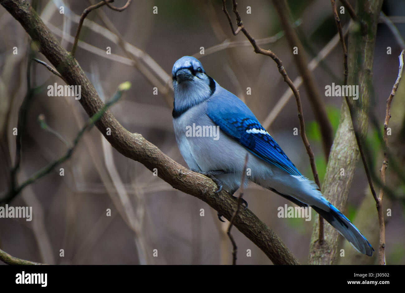 Einen Blue Jay sitzt auf einem Ast in die Kamera schaut Stockfoto