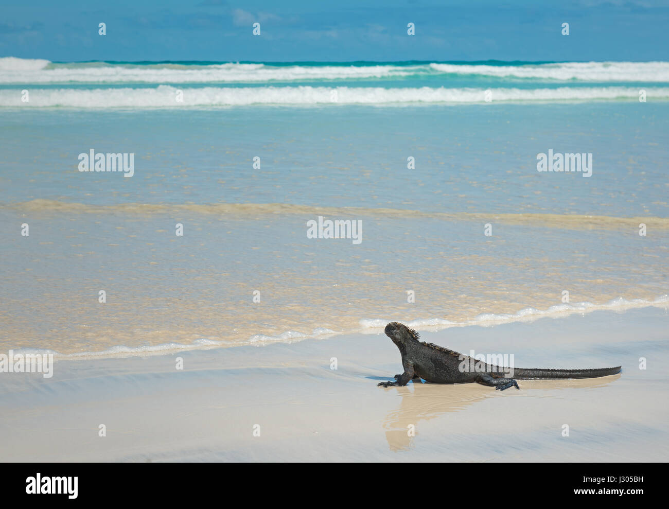 Nahaufnahme von einem marine Iguana (Amblyrhynchus Cristatus) auf Tortuga Beach (Insel Santa Cruz) in den Galapagos-Inseln, Ecuador. Stockfoto