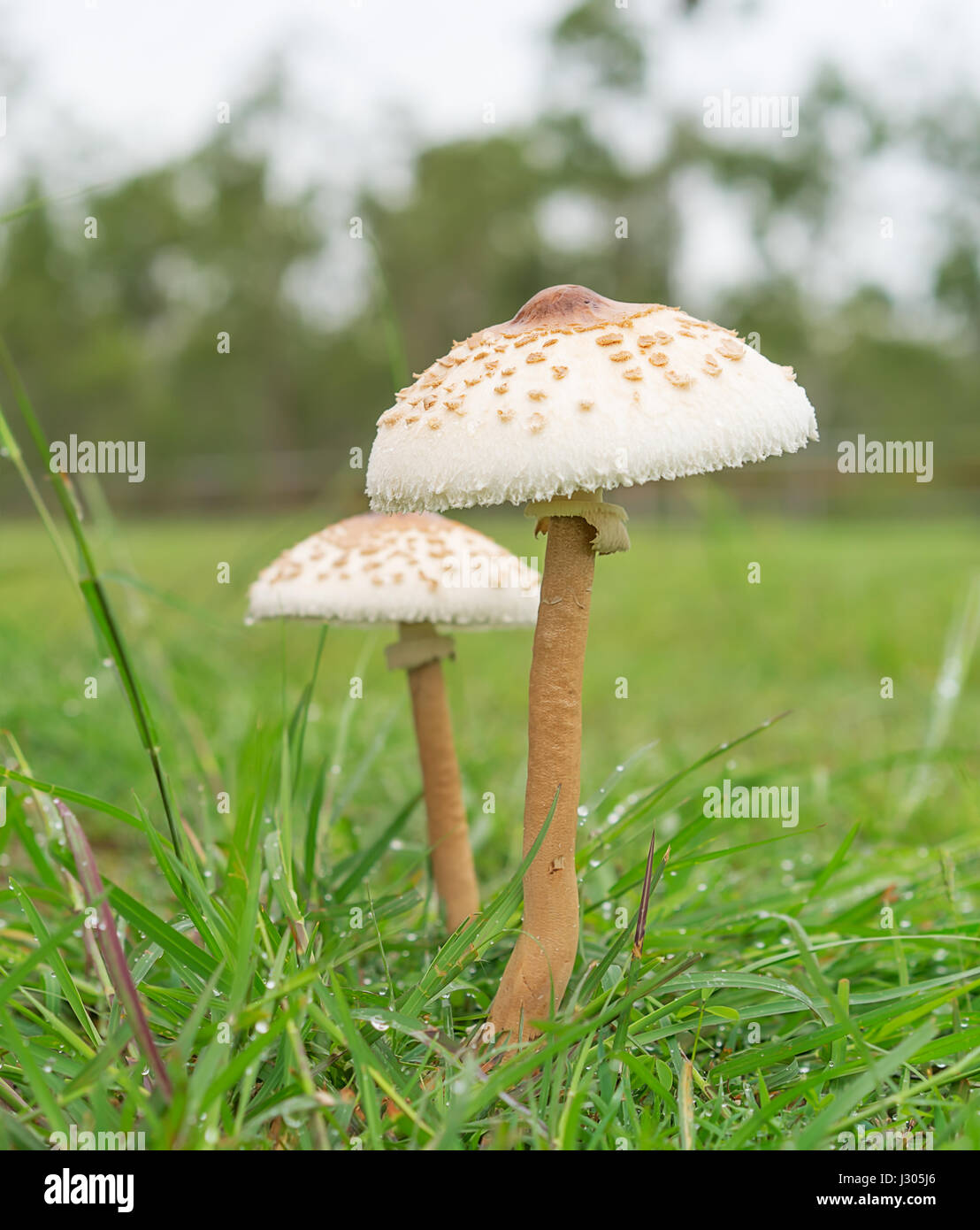 2 wilde Pilze wachsen in nassen grünen Wiese nach Regen Stockfoto