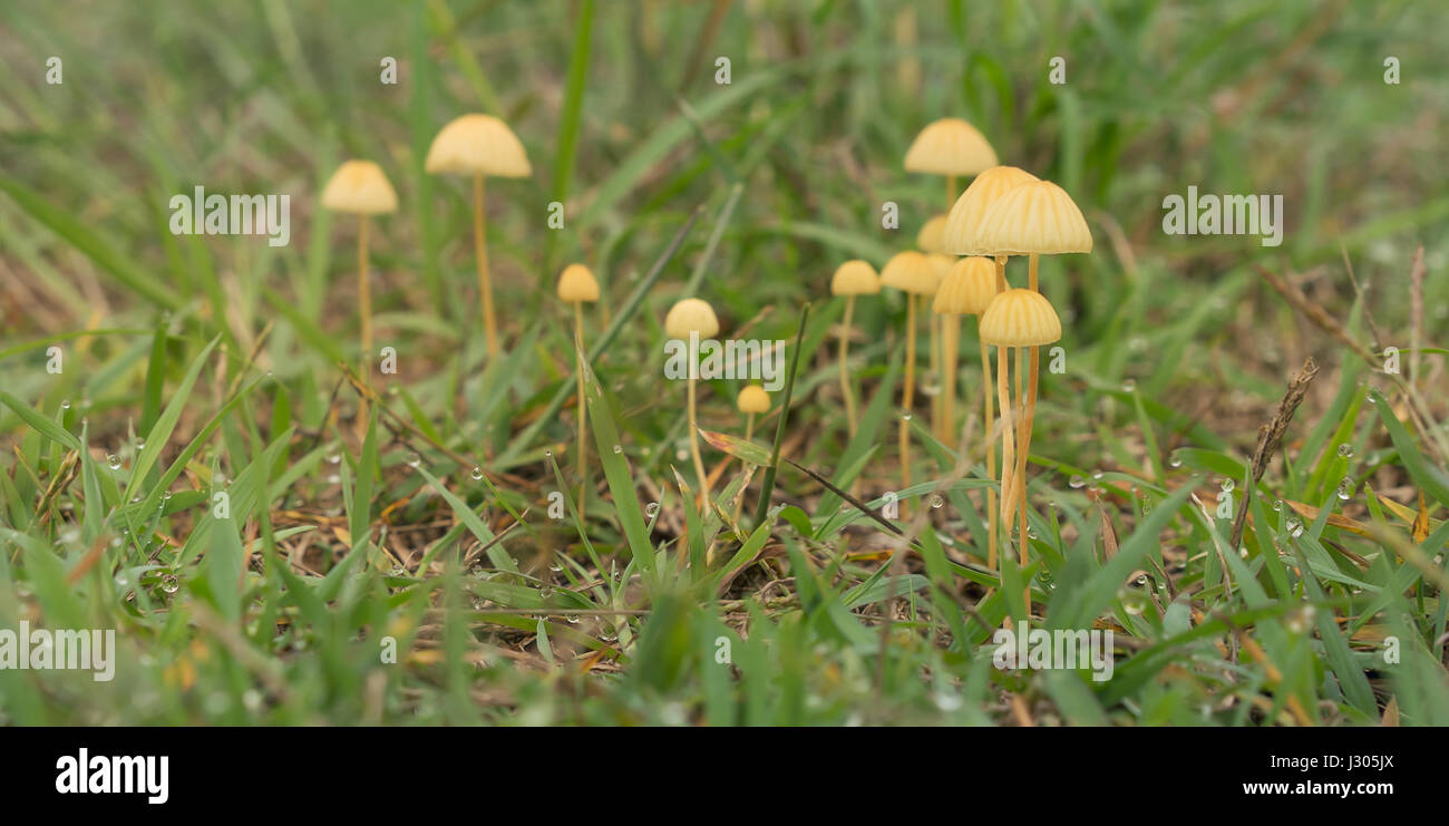 Gelbe Pilze wachsen in nassen Wiesen nach Regenwetter in Queensland Australien mit Regentropfen Stockfoto