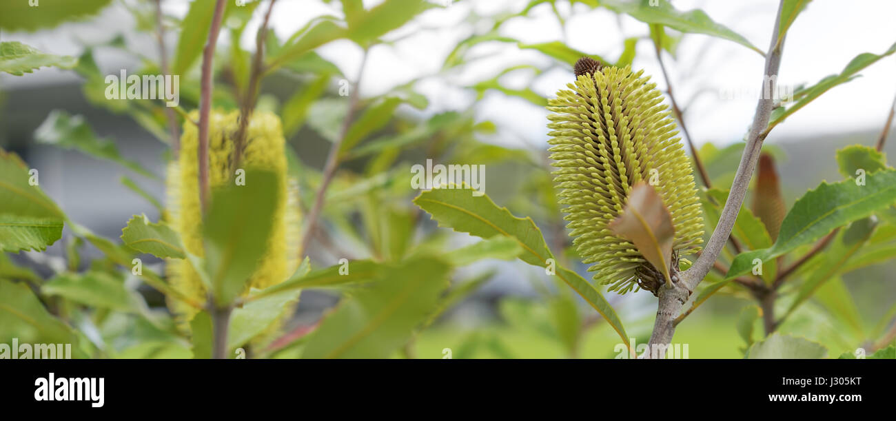 Australischen Busch einheimischer Baum Panorama, Banksia Serrata Blumen im Herbst Stockfoto