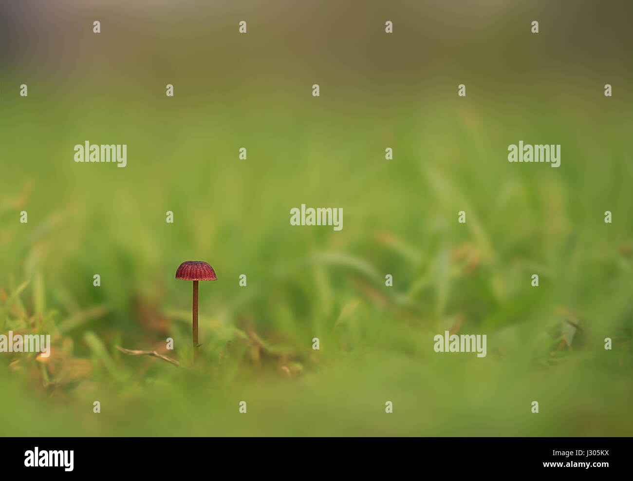 Eine einzelne Solitäre Pilz im Feld, ein Beispiel des Minimalismus in der Fotografie Stockfoto