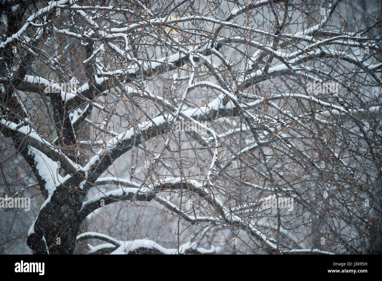 Schnee auf den Zweigen der Bäume im Central Park nach einem Winter in New York City gesammelt Stockfoto