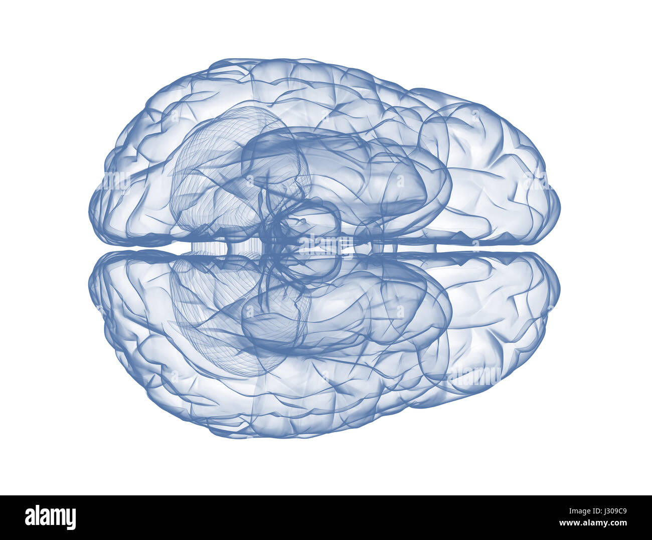Gehirn isoliert auf weißem Hintergrund Draufsicht Stockfoto