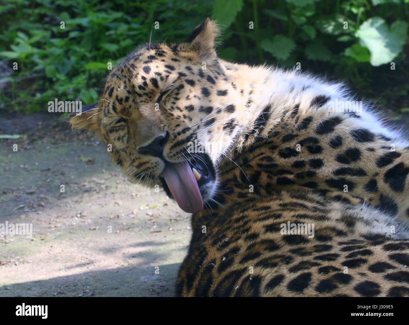 Männliche Amur oder Far Eastern Leopard (Panthera Pardus Orientalis) Reinigung sein Fell. Stockfoto