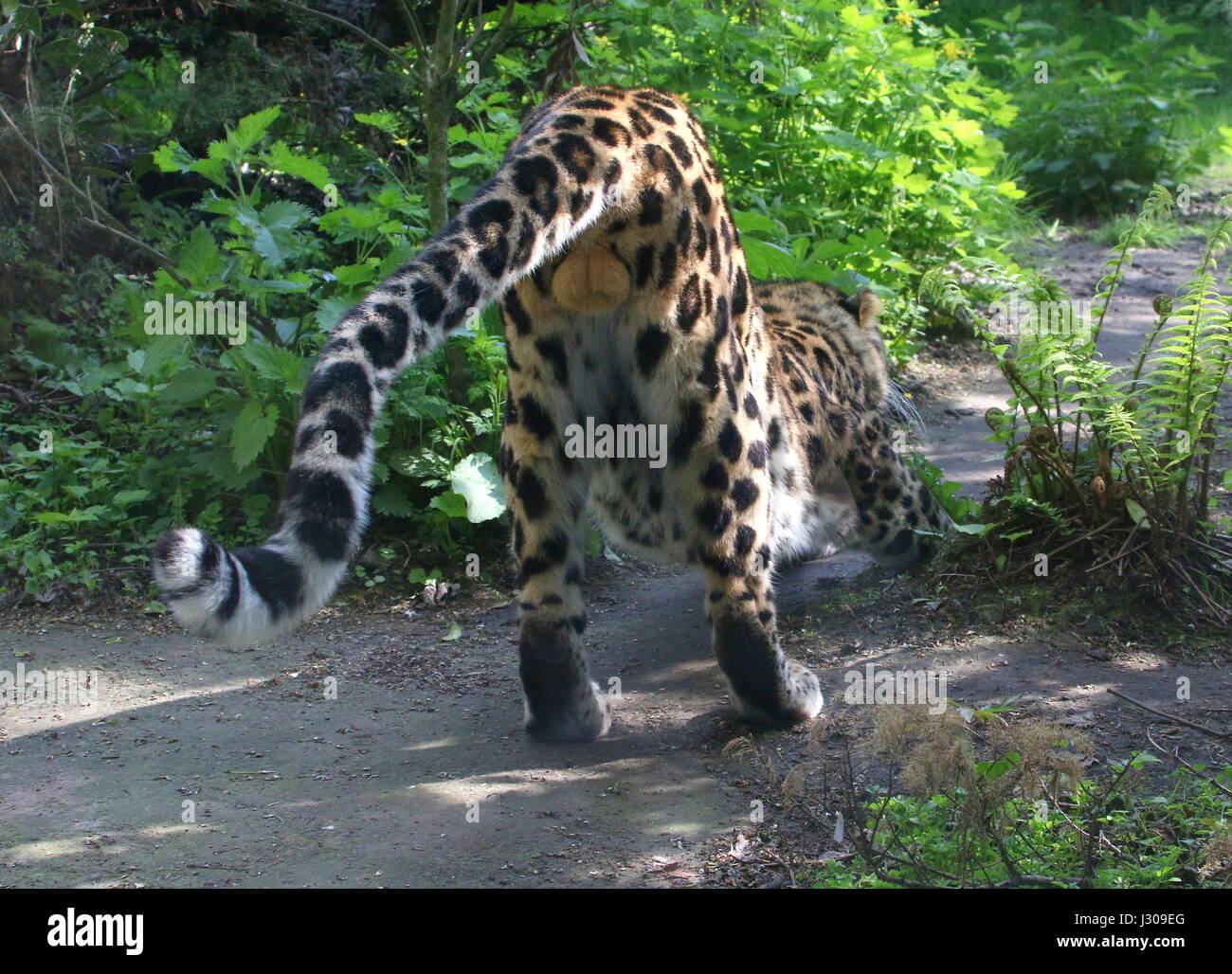 Männliche Amur oder Far Eastern Leopard (Panthera Pardus Orientalis) seine Muskeln. Stockfoto