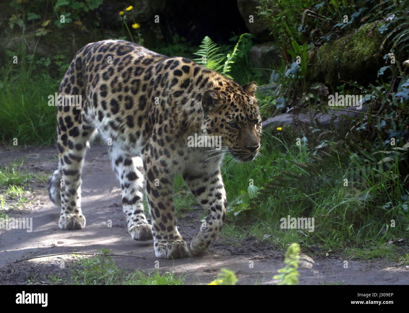 Amur oder Far Eastern Leopard (Panthera Pardus Orientalis) auf der Pirsch. Im östlichen Sibirien und NE China gefunden und vom Aussterben bedroht in freier Wildbahn. Stockfoto