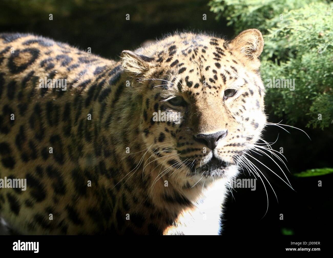 Nahaufnahme des Kopfes eines männlichen Amur oder Far Eastern Leopard (Panthera Pardus Orientalis), vom Aussterben bedroht in freier Wildbahn. Stockfoto
