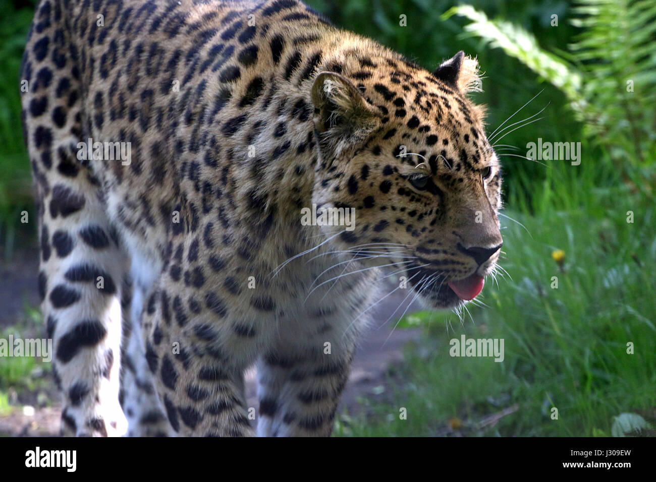 Männliche Amur oder Far Eastern Leopard (Panthera Pardus Orientalis) auf der Pirsch, seine Zunge. Stockfoto