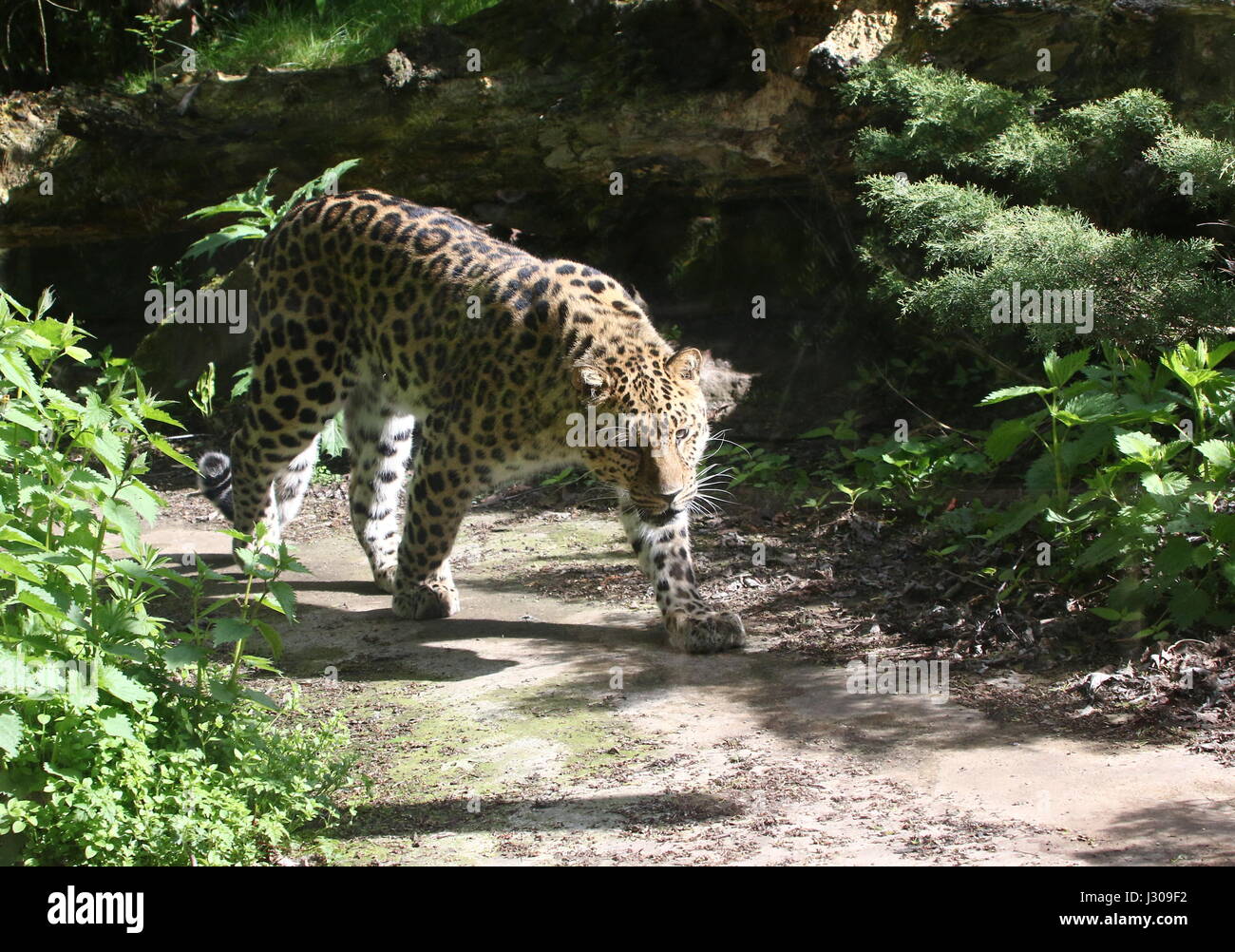 Amur oder Far Eastern Leopard (Panthera Pardus Orientalis) auf der Pirsch. Im östlichen Sibirien und NE China gefunden und vom Aussterben bedroht in freier Wildbahn. Stockfoto