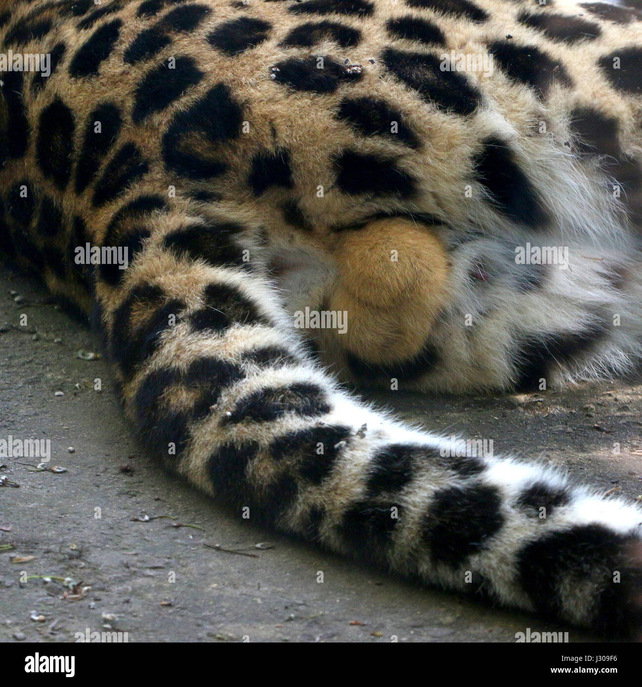 Nahaufnahme der Hoden eines männlichen Amur oder Far Eastern Leopard (Panthera Pardus Orientalis. (Vom Aussterben bedrohte Arten) Stockfoto