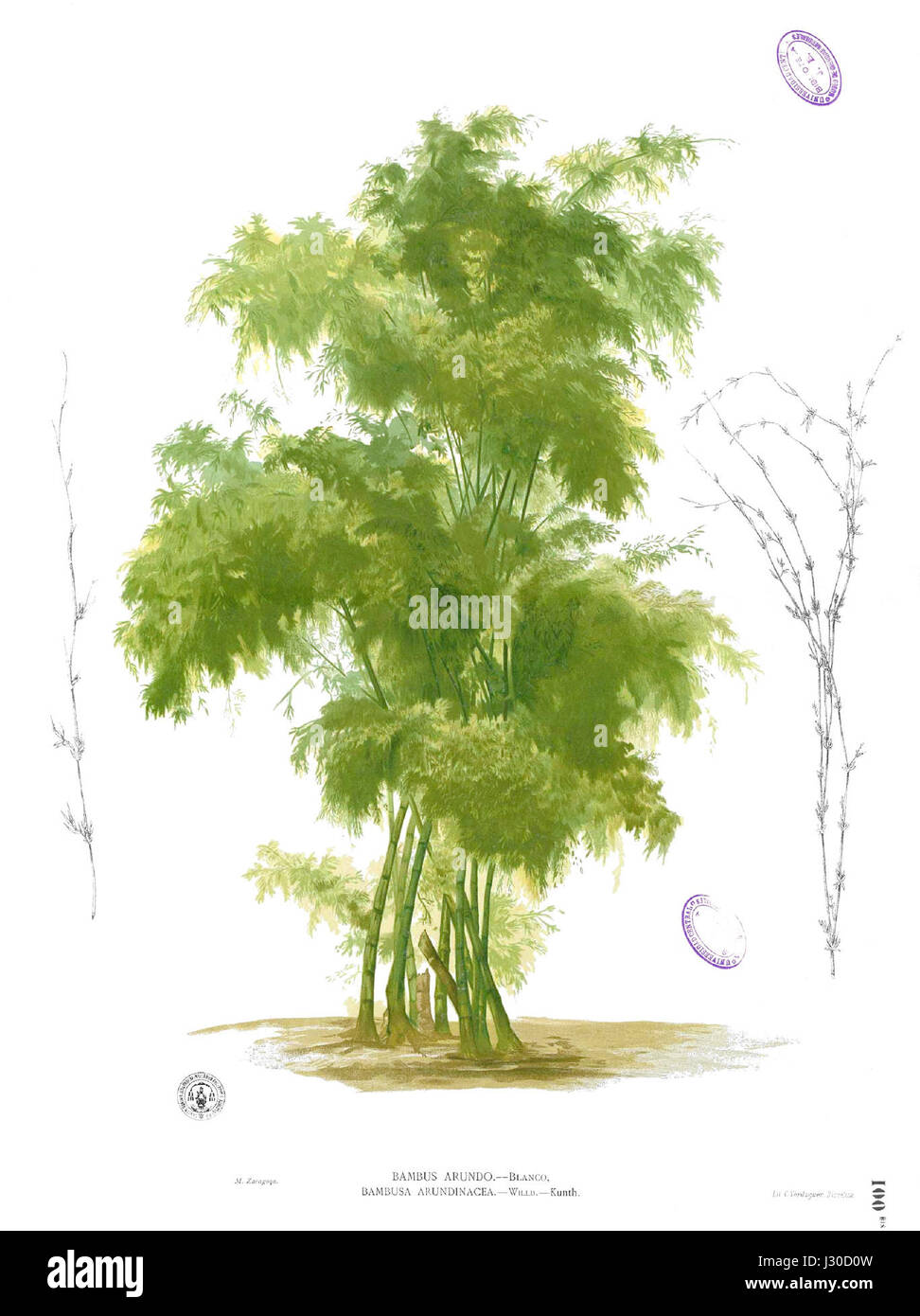 Bambusa Bambos Blanco1.100b Stockfoto Bambusa Bambos Blanco1.100b Stockfoto