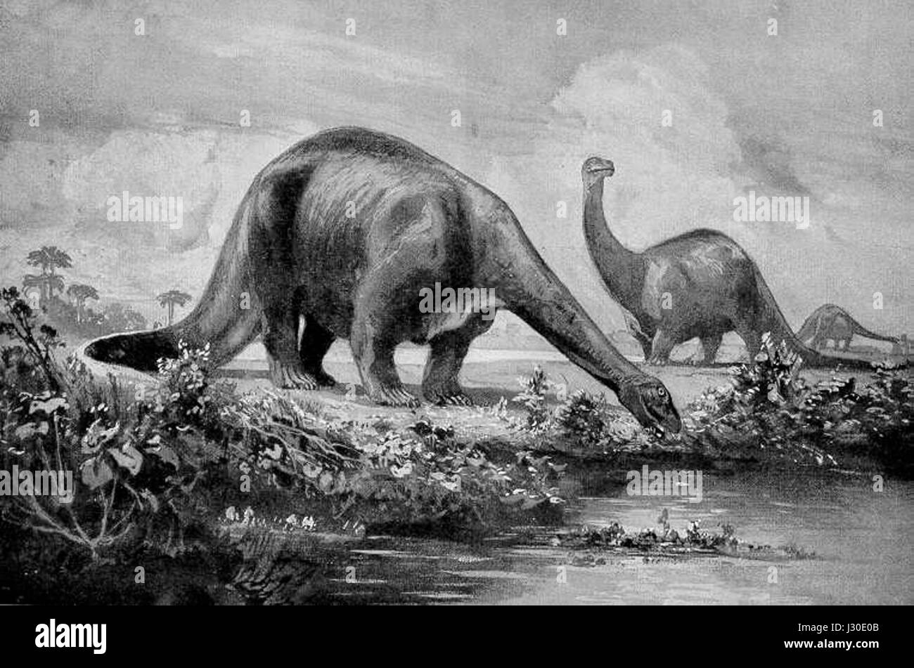 Brontosaurier Stockfoto