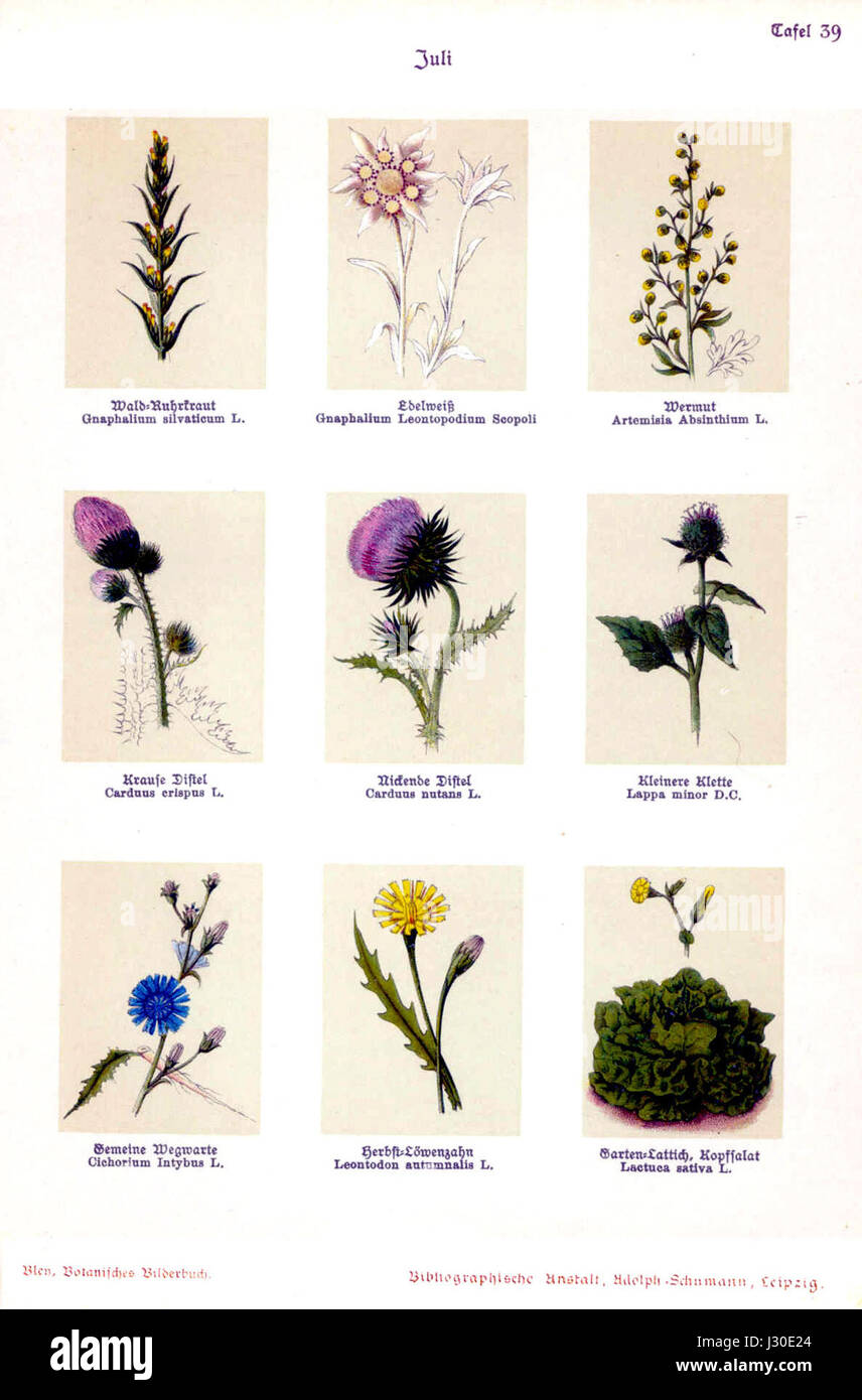 Ein Bild aus dem Botanischen Bilderbuch von Bley, Platte 39, mit botanischen Illustrationen. Stockfoto