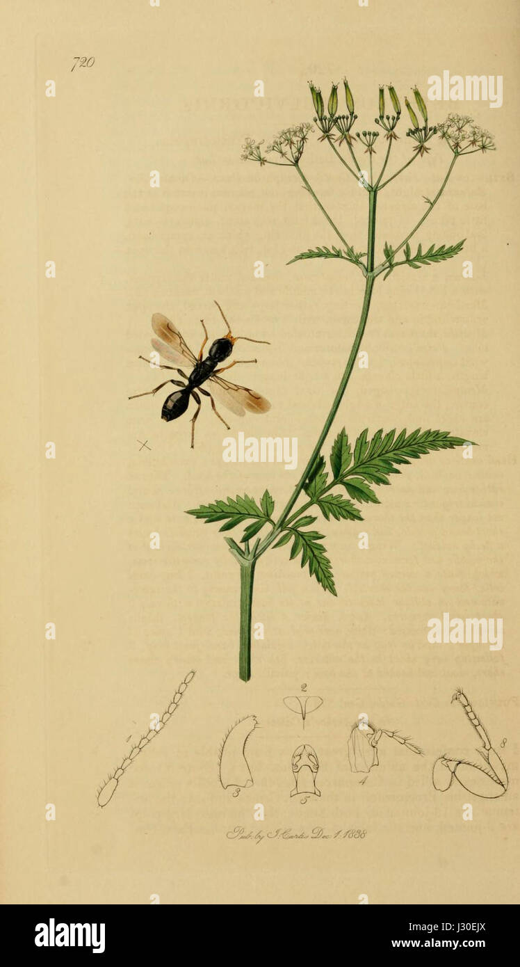 Diese Illustration aus dem dritten Band von „British Entomology“ zeigt verschiedene Insektenarten, die zum Studium der britischen Fauna beitragen. Die Platte zeigt detaillierte Zeichnungen von Motten, Schmetterlingen und anderen Insekten, die im Vereinigten Königreich gefunden wurden. Stockfoto