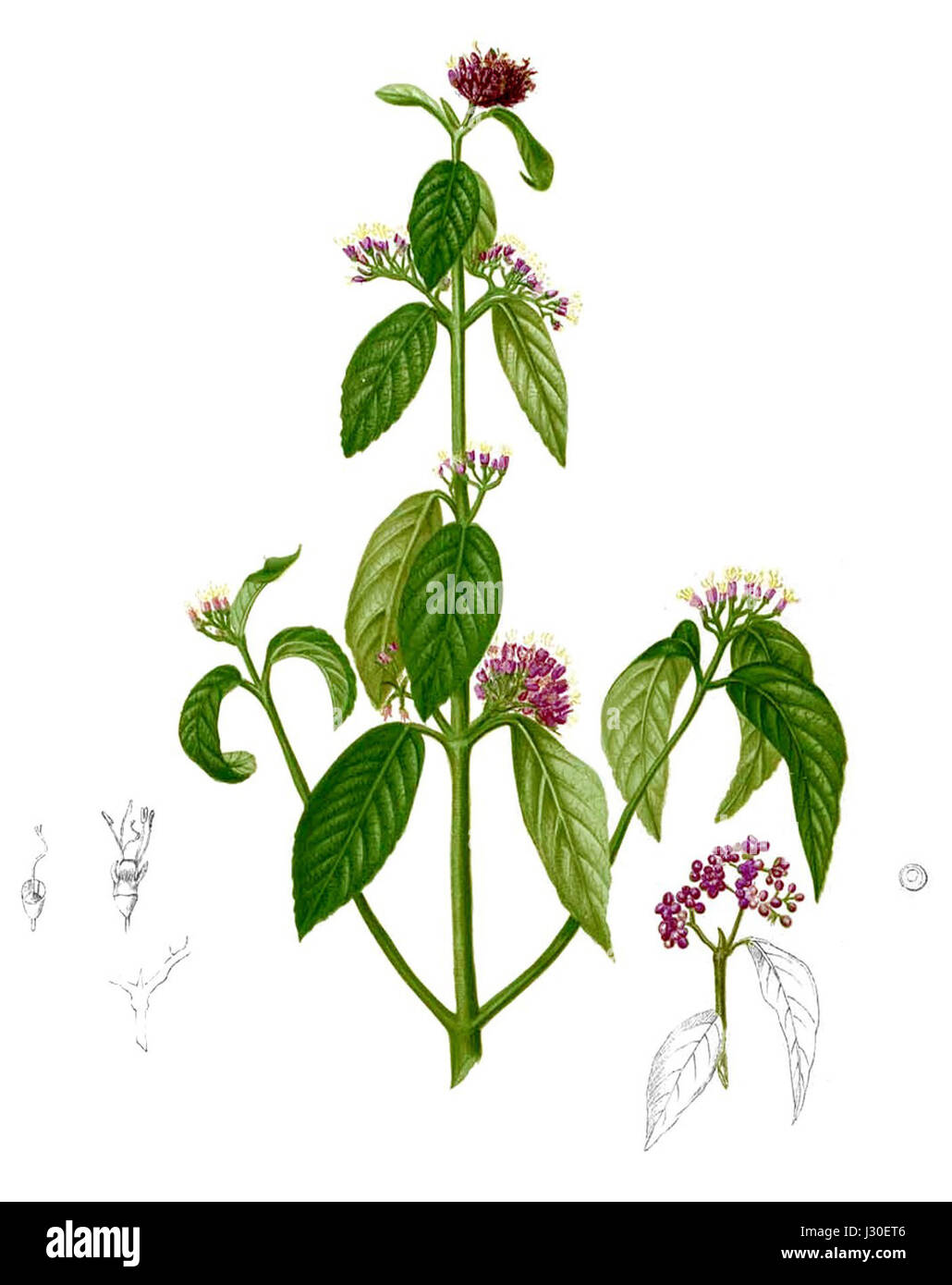 Callicarpa Formosana Blanco2.427b beschnitten Stockfoto