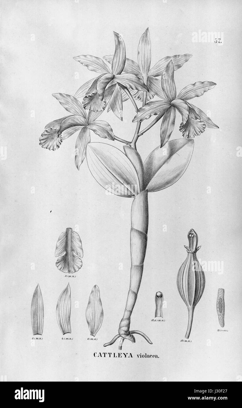 Cattleya violacea ist eine Orchideenart, die für ihre beeindruckende Schönheit bekannt ist. Es gehört zur Gattung Cattleya und ist bekannt für seine leuchtenden violetten Blüten und seinen duftenden Duft. Stockfoto