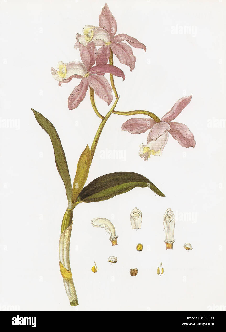 Cattleya Loddigesii RHS Stockfoto