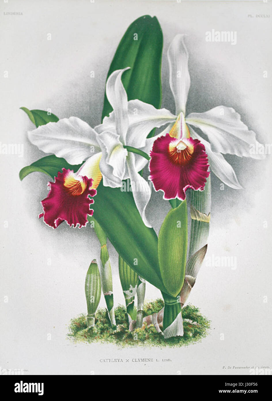 Cattleya clymene ist eine Orchideenart, die für ihre beeindruckende Schönheit und ihre leuchtenden Farben bekannt ist. Sie gehört zur Gattung Cattleya, die von Orchideenliebhabern und Sammlern wegen ihrer auffälligen Blumen geschätzt wird. Stockfoto