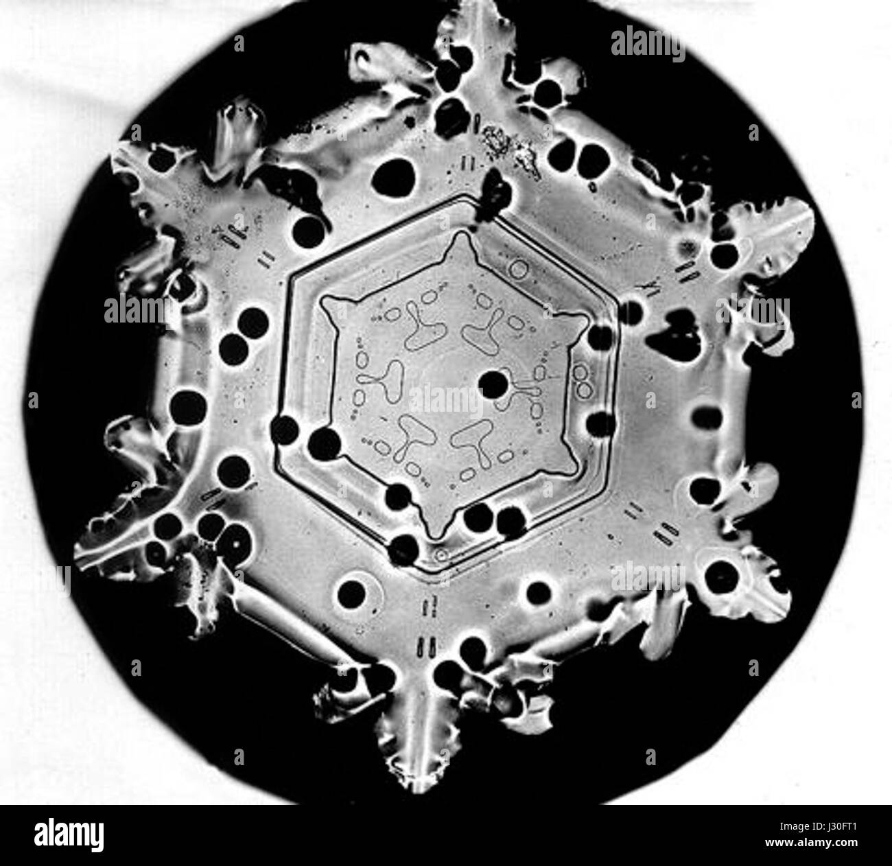 Bentley Snowflake7 Stockfoto