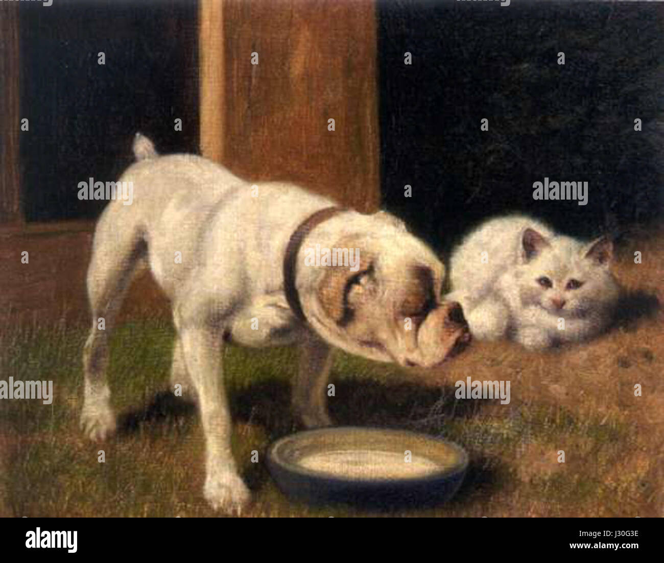 Arthur Heyer - eine Bulldogge mit weißen Perserkatze Stockfoto