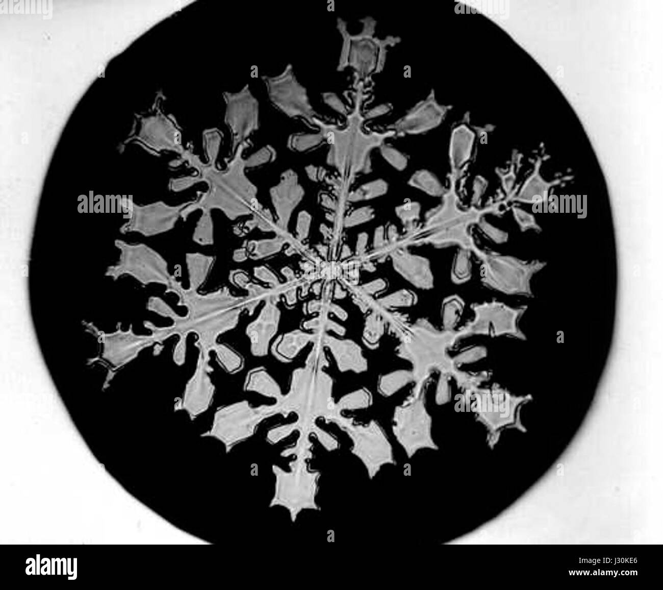 Bentley Snowflake18 Stockfoto