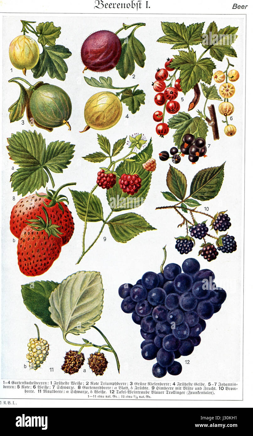 Eine botanische Referenz, die verschiedene Beeren, ihre Arten und ihre Verwendung in Nahrung und Medizin hervorhebt, wie sie in der Brockhaus-Enzyklopädie dokumentiert sind. Stockfoto
