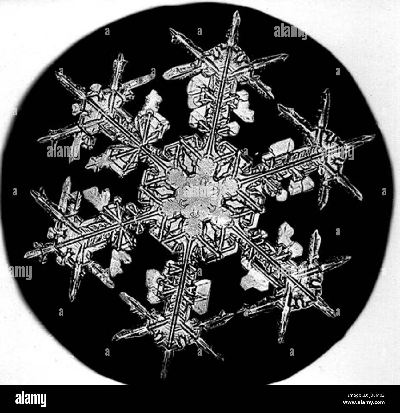 Bentley Snowflake8 Stockfoto