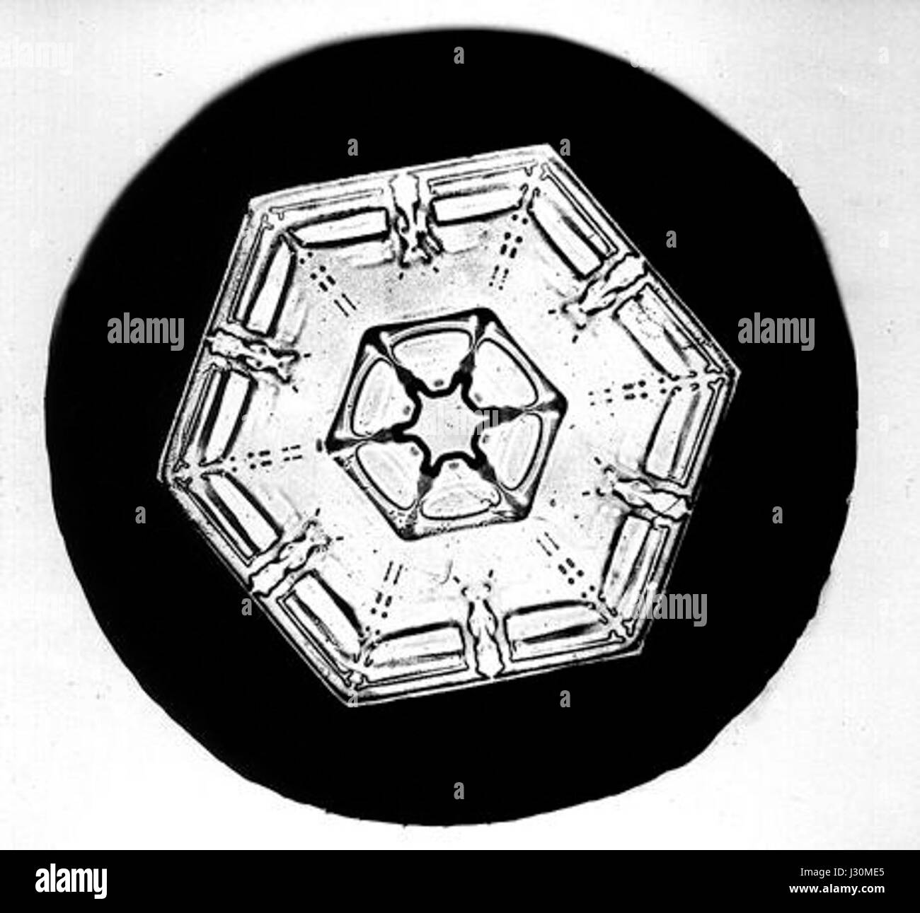 Bentley Snowflake1 Stockfoto