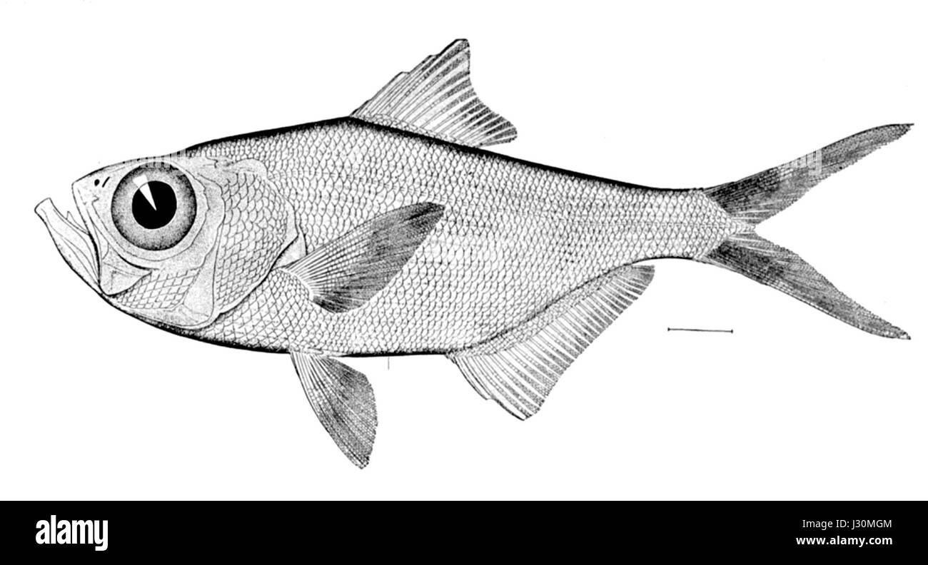 Beryx Splendens, auch bekannt als der prächtige Alfonsino, ist ein Tiefseefisch, der in Tiefen zwischen 25 und 1.300 Metern lebt. Er hat einen hellroten Kopf, Rücken und Flossen, mit einem silbrig-rosa Bauch. Bis zu 70 cm Länge ernährt er sich von Fischen, Krebstieren und Kopffüßern. In der japanischen Küche heißt es 'Kinmedai' und wird für Sushi geschätzt. Stockfoto