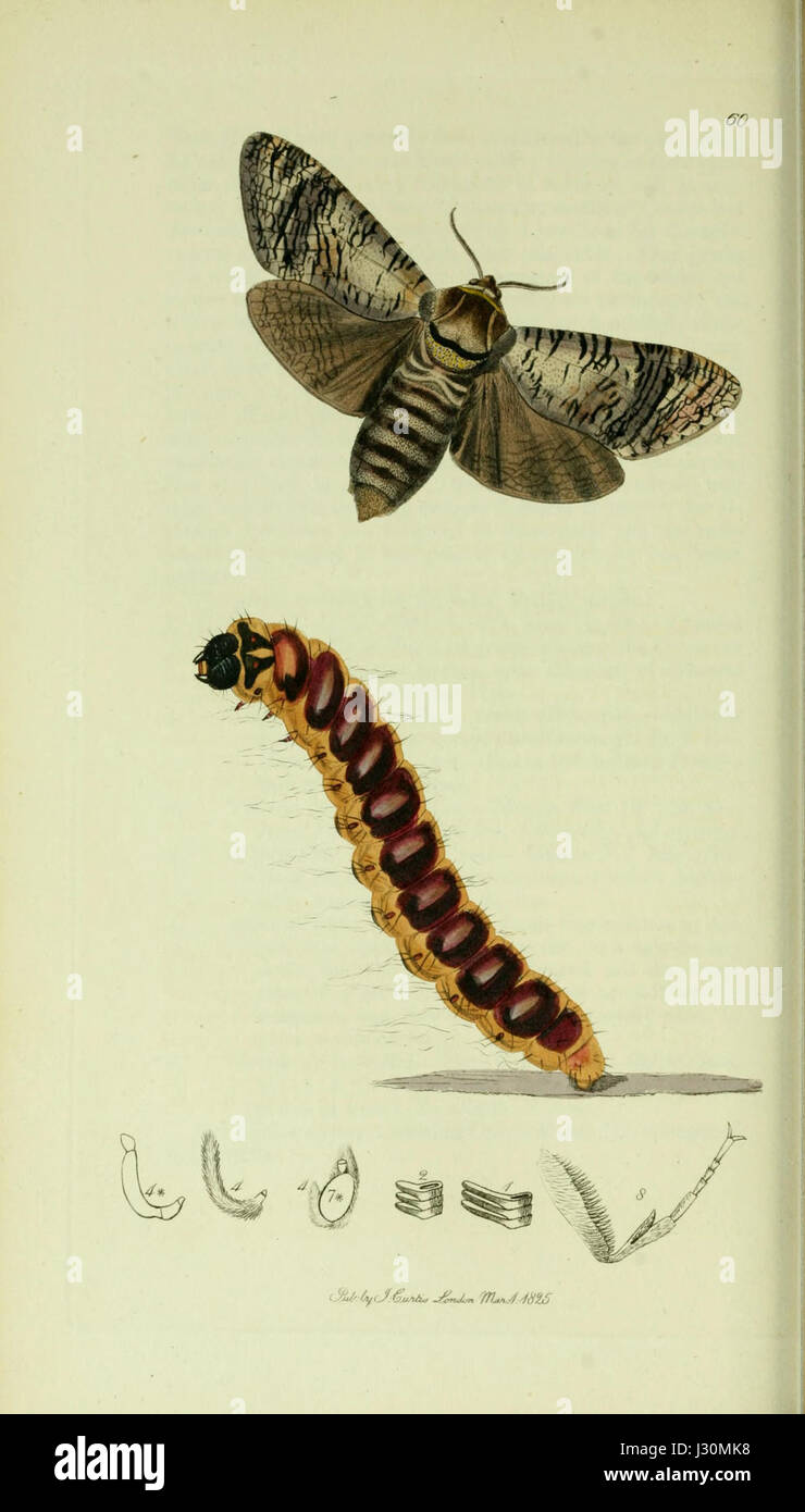 Eine Platte aus Band 5 der Serie „British Entomology“ mit detaillierten Illustrationen britischer Insekten. Dieser Band ist Teil einer umfassenden Arbeit zur britischen Entomologie, die sich mit Insektenarten in der Region befasst. Stockfoto